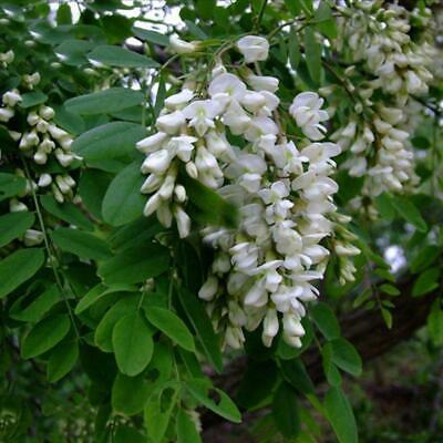 แบล็ค โลคัส (Black locust) / 50 เม็ด (Portugal)