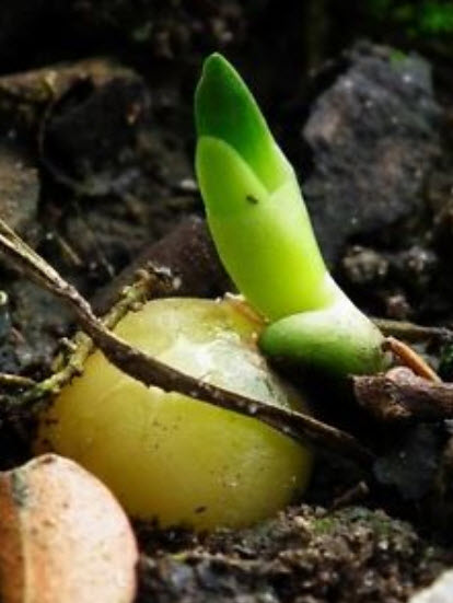 คลิเวีย (Clivia) ส้ม / 5 เม็ด (Portugal)