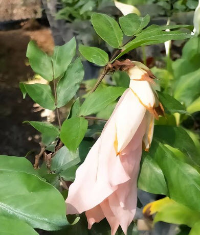 ต้น อโศกขาวแคระ อโศกขาว สูง 40-50 ซ.ม. หายากมาก