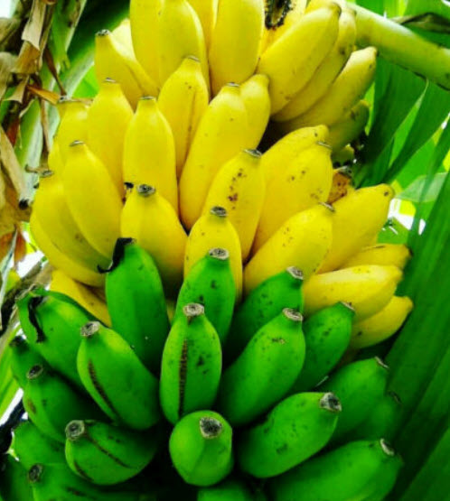 กล้วยต้นเตี้ย/กล้วยแคระ (Dwarf Banana Tree) / 50 เม็ด (China)*