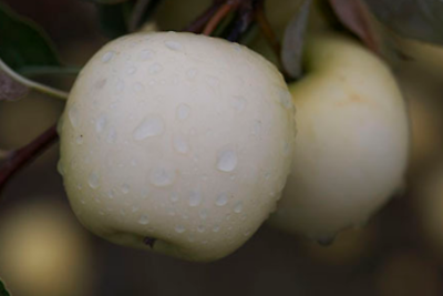 แอปเปิ้ลขาว (White Apple) / 10 เม็ด