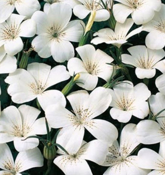 อะโกรสเท็มม่า (Agrostemma Githago Bianca) ขาว / 50 เม็ด (USA)