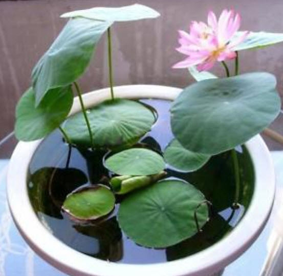บัวอ่าง (bowl lotus) คละสี / 20 เม็ด (นอก)