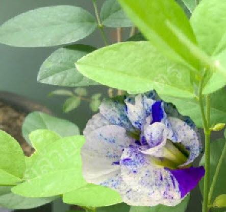 ต้นอัญชัน ดอกด่าง กระถาง 6 นิ้ว สวยมาก มีต้นพร้อมส่ง