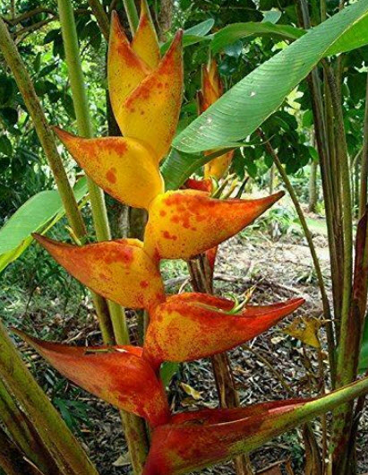 เฮลิโคเนีย (Heliconia champneiana - Splash) / 5 เม็ด (Portugal)