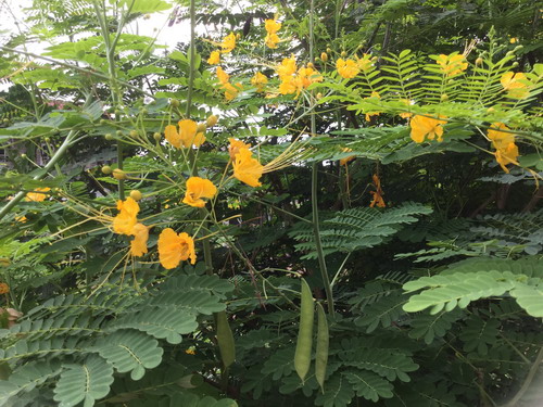 หางนกยูงไทย ดอกสีเหลือง / 15 เม็ด (P2S)