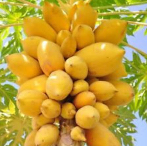 ต้นกล้ามะละกอ สีเหลืองทอง (Golden Papaya) สูง 20-30 ซ.ม. / ต้น (พันธุ์นอก)