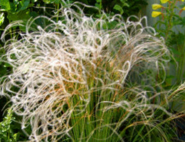 หญ้าขนนก หรือหญ้าขนยุโรป (Feather grass) / 10 เม็ด (UK)