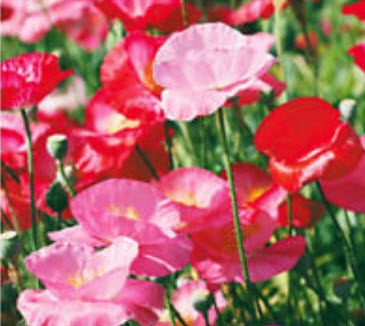 คอร์น ป๊อปปี้ (Corn Poppy) สีชมพู-แดง / ซอง 100 เม็ด