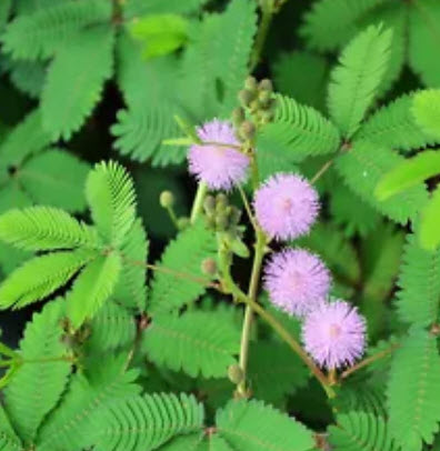 ไมยราบ (Sensitive plant) ใบสีเขียว / 50 เม็ด (นอก)