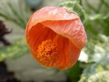 ชบาโคมสีส้ม / 5 เม็ด (USA)