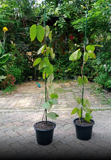 ต้นใบไม้สีทอง หรือย่านดาโอ๊ะ ไม้หายาก กระถาง 8 นิ้ว สูง 60-80 ซ.ม.