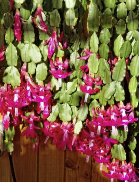 คริสมาส แคคตัส หรือมังกรคาบแก้ว (Christmas Cactus) / 5 เม็ด (Israel)