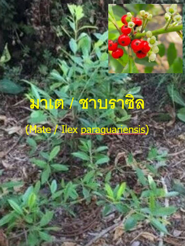 มาเต / มาชี / ชาบราซิล (Mate / Ilex paraguariensis) / 10 เม็ด (Spain)