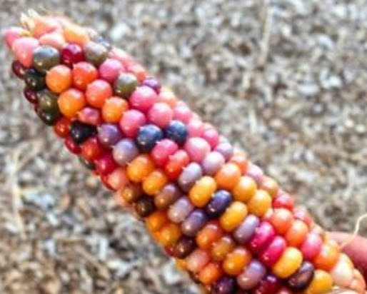 ข้าวโพดแฟนซี / 20 เม็ด