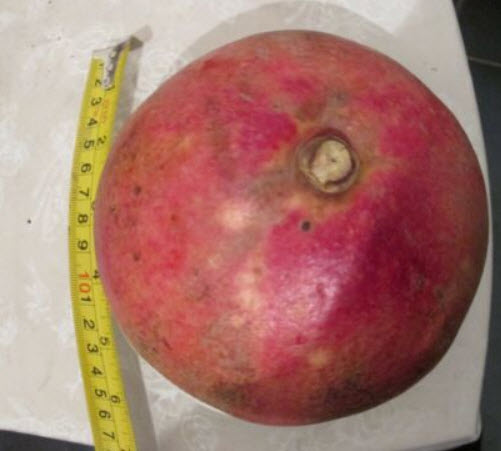 ทับทิมตุรกี ผลใหญ่ (Giant Turkey) / 10 เม็ด (UK)