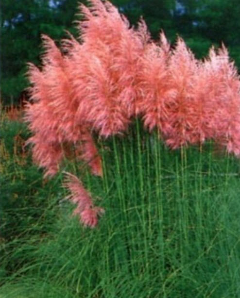 หญ้าภูเขา (Pampas grass) สีแดง / 300 เม็ด