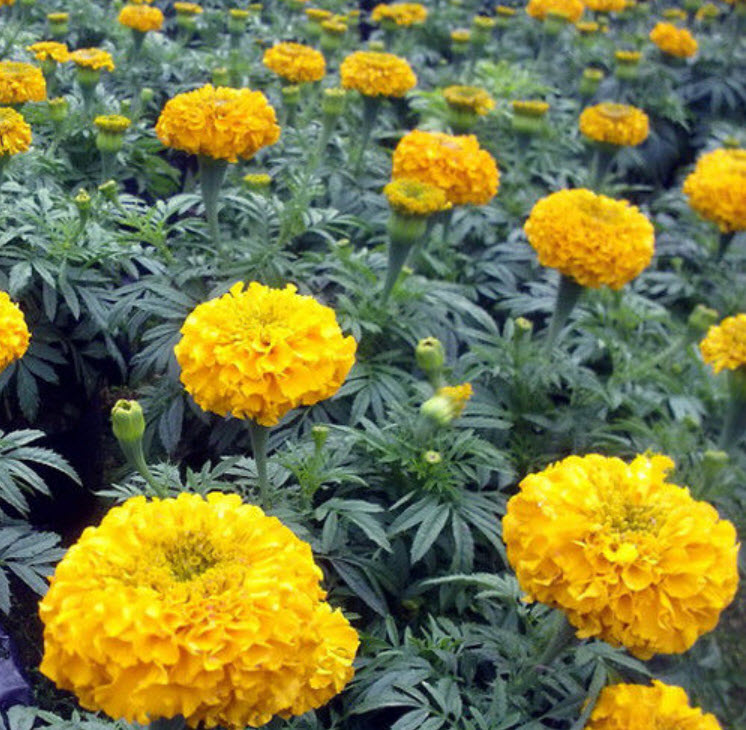 ดาวเรืองฝรั่งเศส สีเหลือง /ซอง 50 เม็ด (A005)