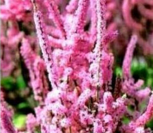 สแตติส ชมพู (Pink Statice) / 1,100 เม็ด (Poland)