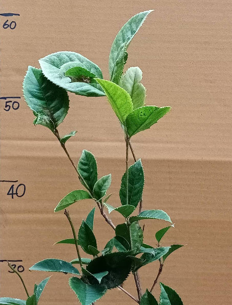 ต้น หอมหมื่นลี้ กุ้ยฮวา 七彩桂花 กระถาง 7-8 นิ้ว Osmanthus สูง 50-70 ซ.ม. ต้นไม้นำเข้า