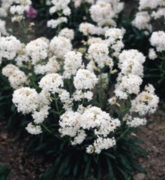 ลิชนิส (Lychnis / Viscaria - Snowstar) ขาว / 400 เม็ด (USA)