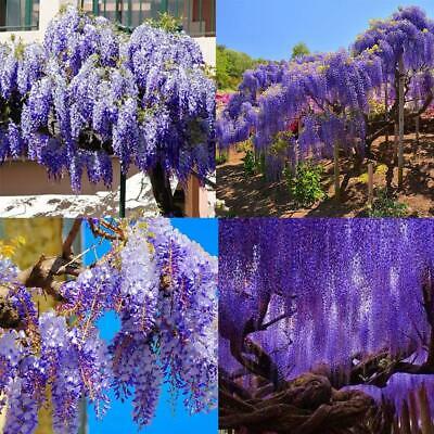 วิสทีเรียต้น (Wisteria tree) คละโทนสีฟ้า-น้ำเงิน / 5 เม็ด