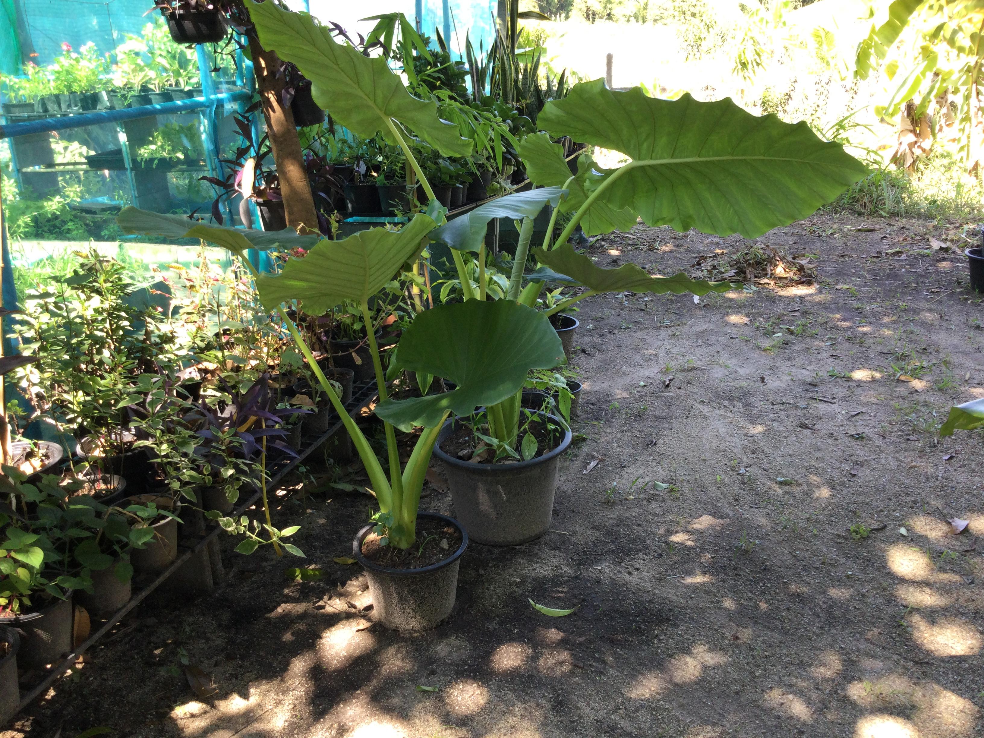 ต้นบอนหูช้าง กระถาง 12 นิ้ว