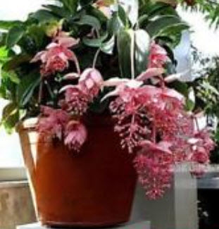 สร้อยไข่มุก (Medinilla Magnifica) สีชมพู / 100 เม็ด (China)