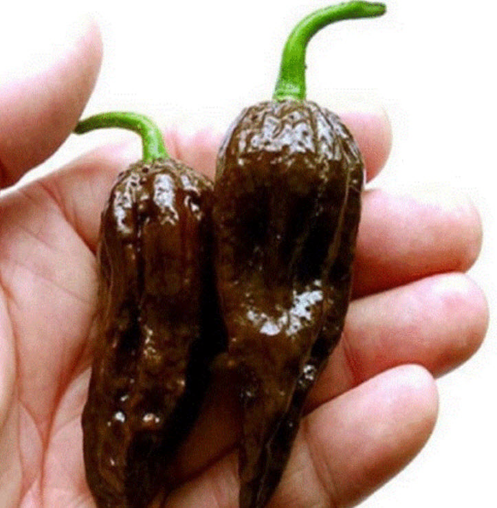 พริก Naga Viper สีช็อคโกแลต / 50 เม็ด (China)