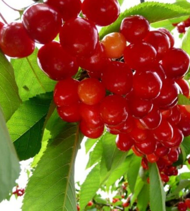 ต้นมหัศจรรย์ หรือมิราเคิล สูง 50-70 ซ.ม.