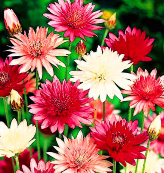 อิมมอร์เทล ซ้อน คละสี (Immortelle - Double Mix) / 400 เม็ด (UK)