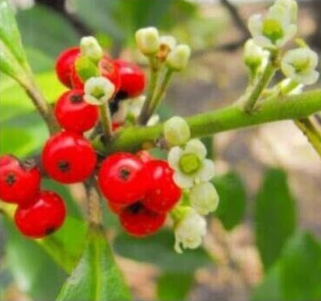 มาเต / มาชี / ชาบราซิล (Mate / Ilex paraguariensis) / 10 เม็ด (Spain)