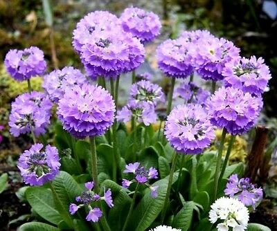 พริมโรส ดรัมสติ๊ค (Primrose Drumstick) คละ / 300 เม็ด (Poland)