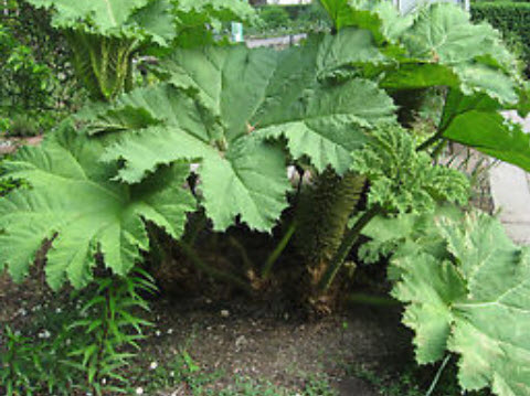 ไจแอนท์ รูห์บาบ (Giant Rhubarb) / 25 เม็ด (UK)