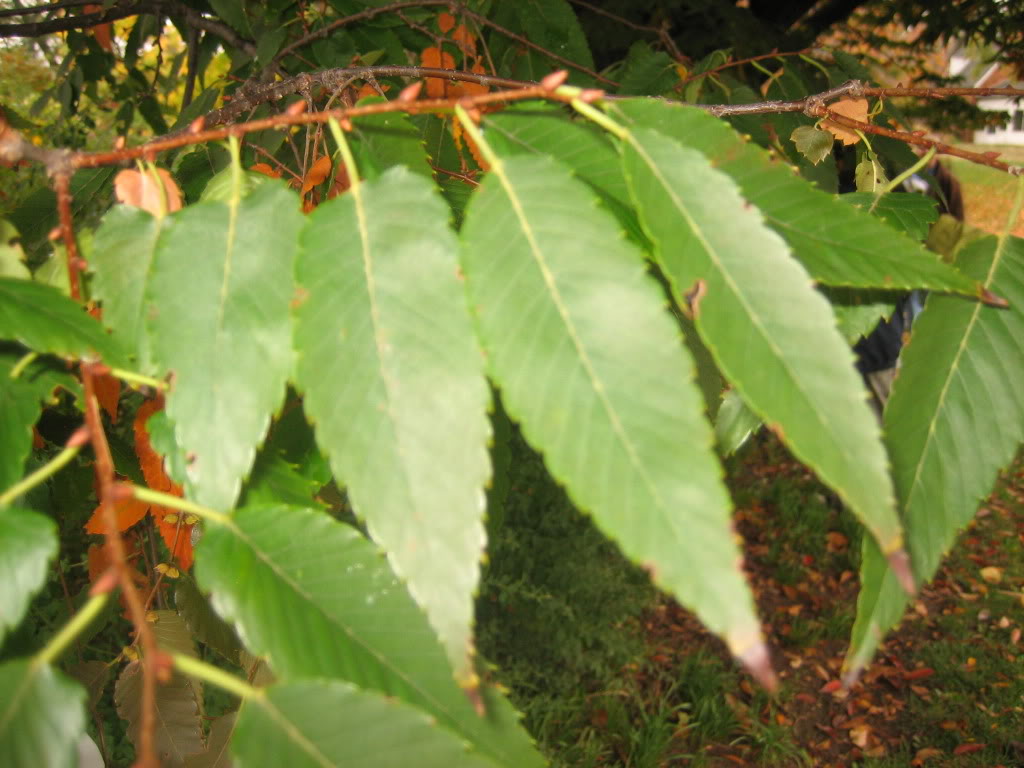 เซลโควาญี่ปุ่น (Zelkova Japanese) บอนไซ / 5 เม็ด (Poland)