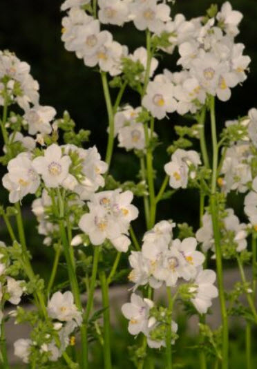 จาค็อบส์ แลดเดอร์ (Jacobs Ladder) สีขาว / 200 เม็ด (UK)