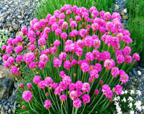 ซี ทริฟท์ (Sea Thrift) สีชมพู / 100 เม็ด (UK)