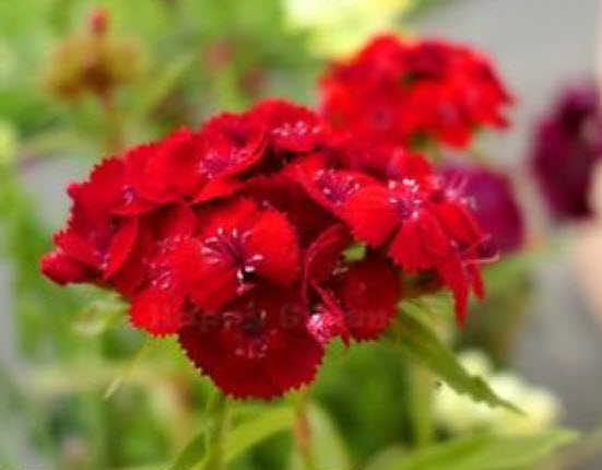 สวีทวิลเลี่ยม / ผีเสื้อช่อ (Sweet William) แดง / 1,000 เม็ด (UK)