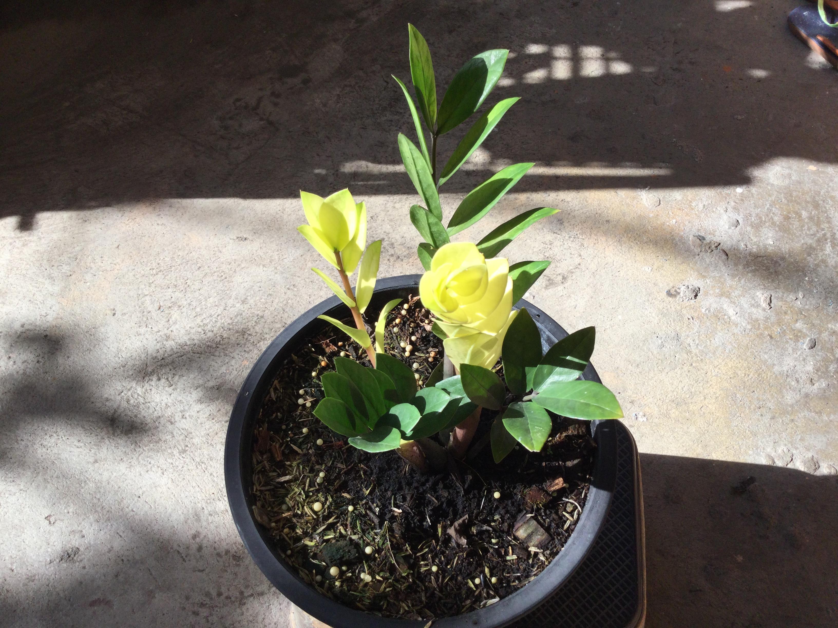 ต้นกวักมรกตด่างสีทอง กระถาง 10 นิ้ว*