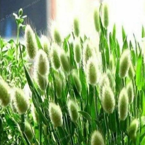 หญ้าหางกระต่าย (Rabbit Tail) สีเขียว / 100 เม็ด