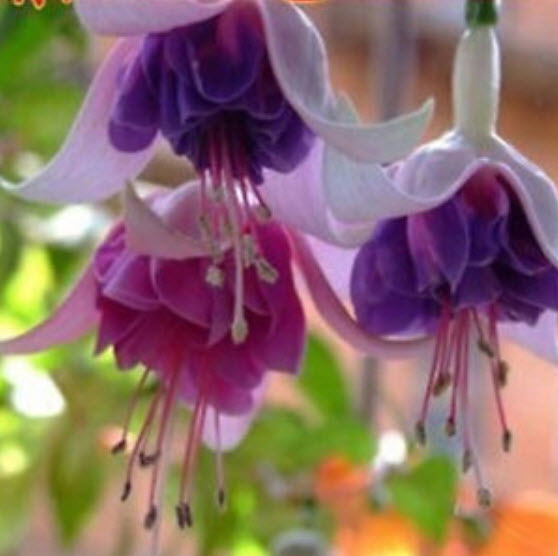 สโนว์ ฟิวเซีย (Snow Fuchsia) / 50 เม็ด