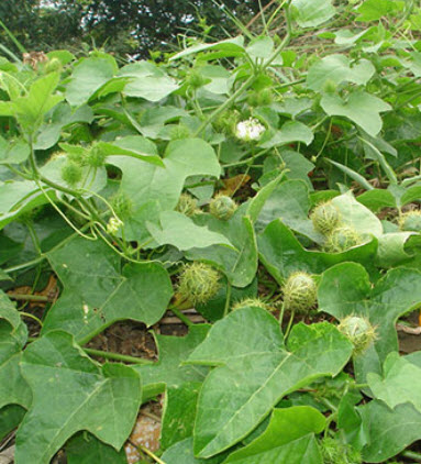 กะทกรก ตำลึงฝรั่ง หญ้ารกช้าง / 50 เม็ด