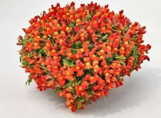 ดอกลิ้นมังกร (Snapdragon) ต้นเตี้ย คละ / 8,000 เม็ด (UK)*