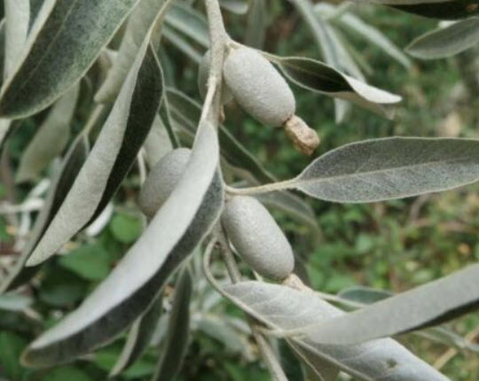 ซิลเวอร์ เบอรี่ หรือมะกอกรัสเซีย (Russian Olive / Silver berry) / 5 เม็ด (Spain)