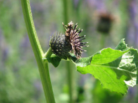 บัวหิมะ (Snow lotus / Saussurea) / 20 เม็ด (India)