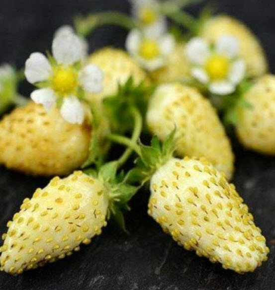 สตรอเบอรี่ สโนไวท์ (Strawberry - Snow White) / 70 เม็ด (Ukraine)