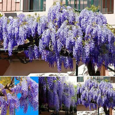 วิสทีเรียต้น (Wisteria tree) คละโทนสีฟ้า-น้ำเงิน / 5 เม็ด