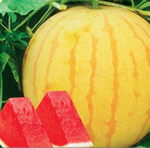 แตงโม เปลือกเหลือง เนื้อแดง / 10 เม็ด
