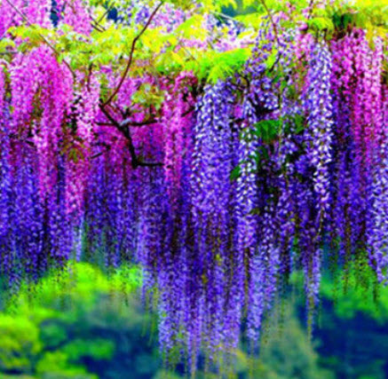 วิสเทอเรีย (Wisteria) คละสี / 12 เม็ด