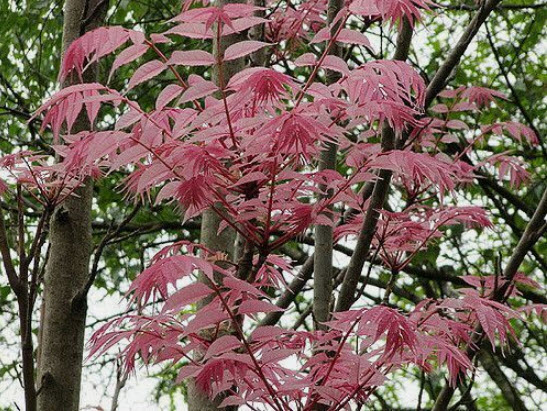 มะฮอกกานีจีน (Chinese Mahogany) หรือฟลามิงโก้ / 50 เม็ด (France)*